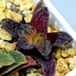 Haworthia Seedling S58 - 18