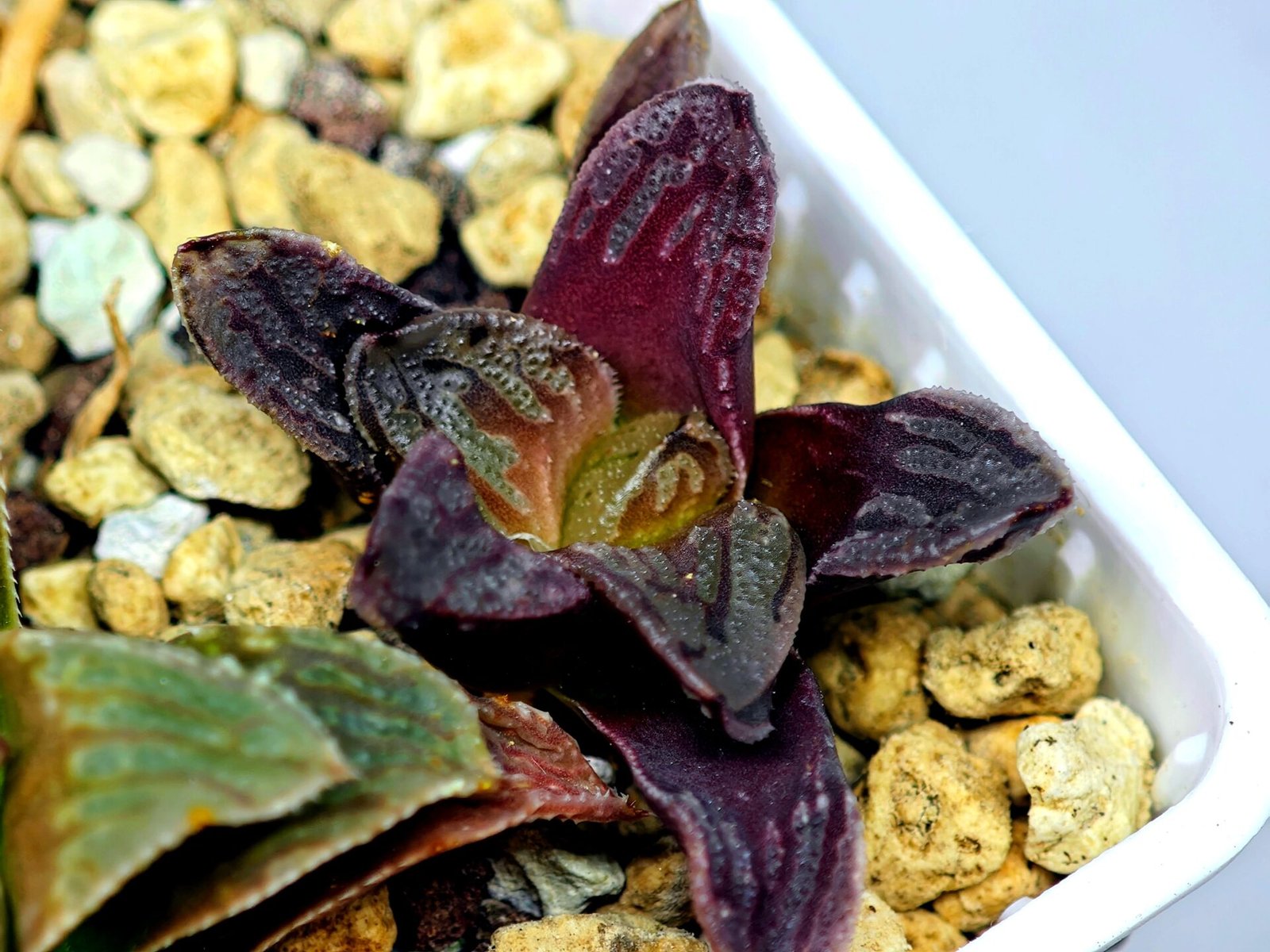 Haworthia Seedling S58 - 18