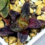 Haworthia Seedling S58 - 2