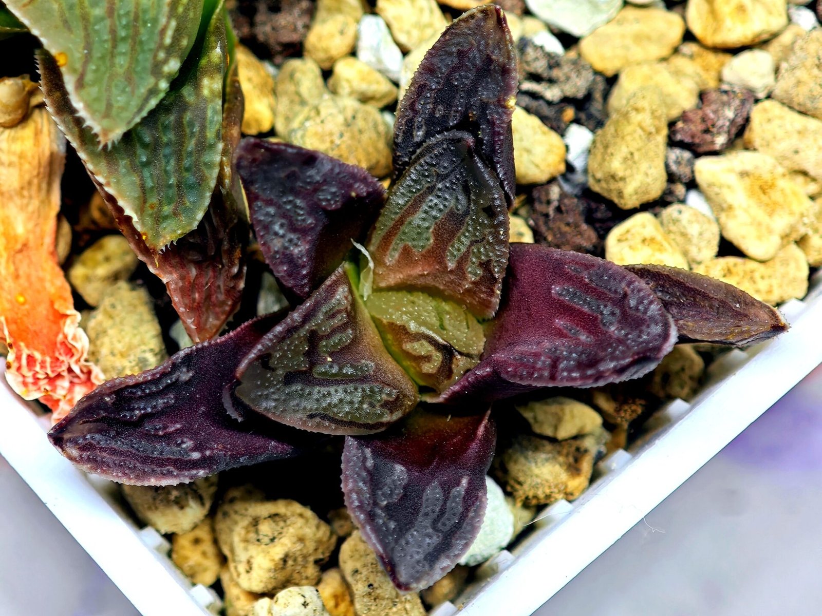Haworthia Seedling S58 - 2