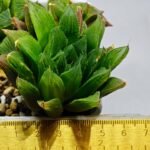 Haworthia Seedling S59 - 2
