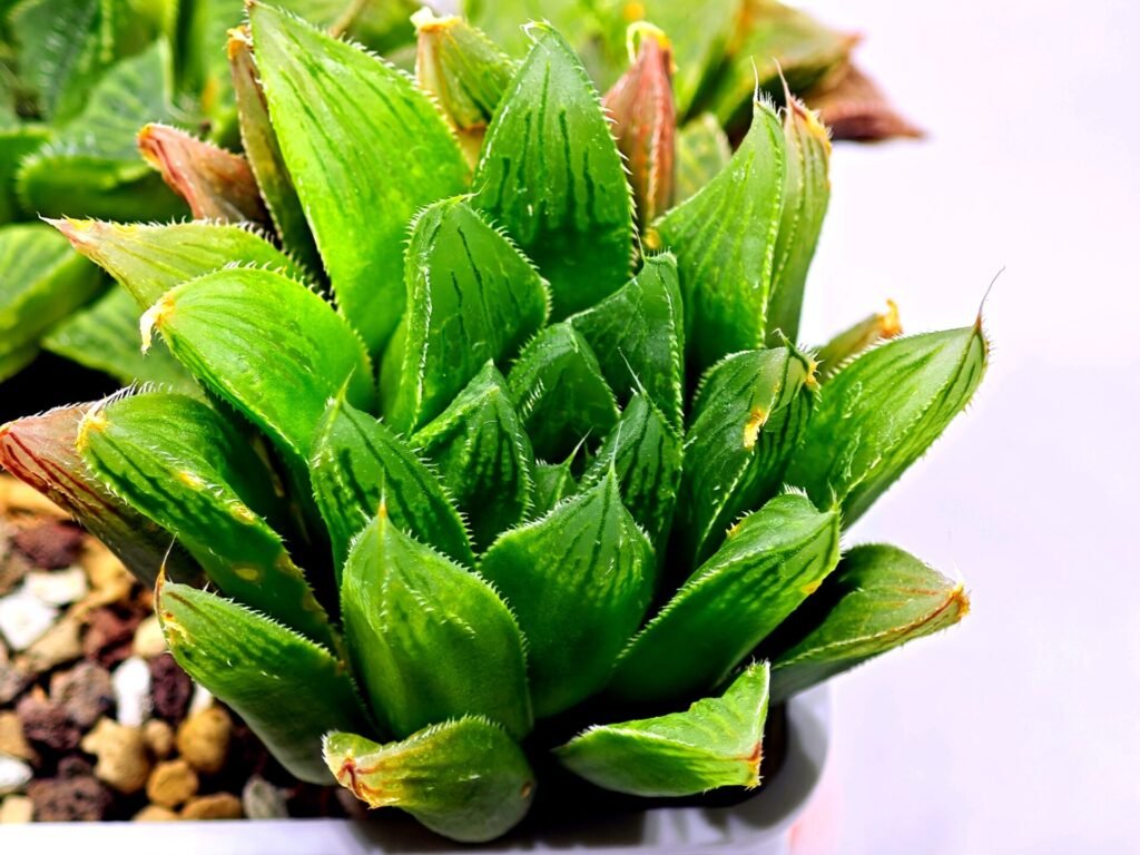 Haworthia Seedling S59 - 3
