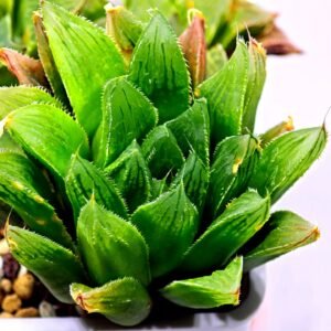 Haworthia Seedling S59 - 3
