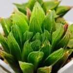 Haworthia Seedling S59 - 4