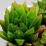 Haworthia Seedling S59 - 5