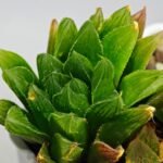 Haworthia Seedling S59 - 6