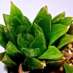 Haworthia Seedling S59 - 7