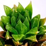 Haworthia Seedling S59 - 8