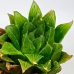 Haworthia Seedling S59 - 10
