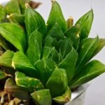 Haworthia Seedling S59 - 1