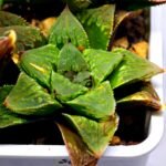 Haworthia Seedling S60 - 2