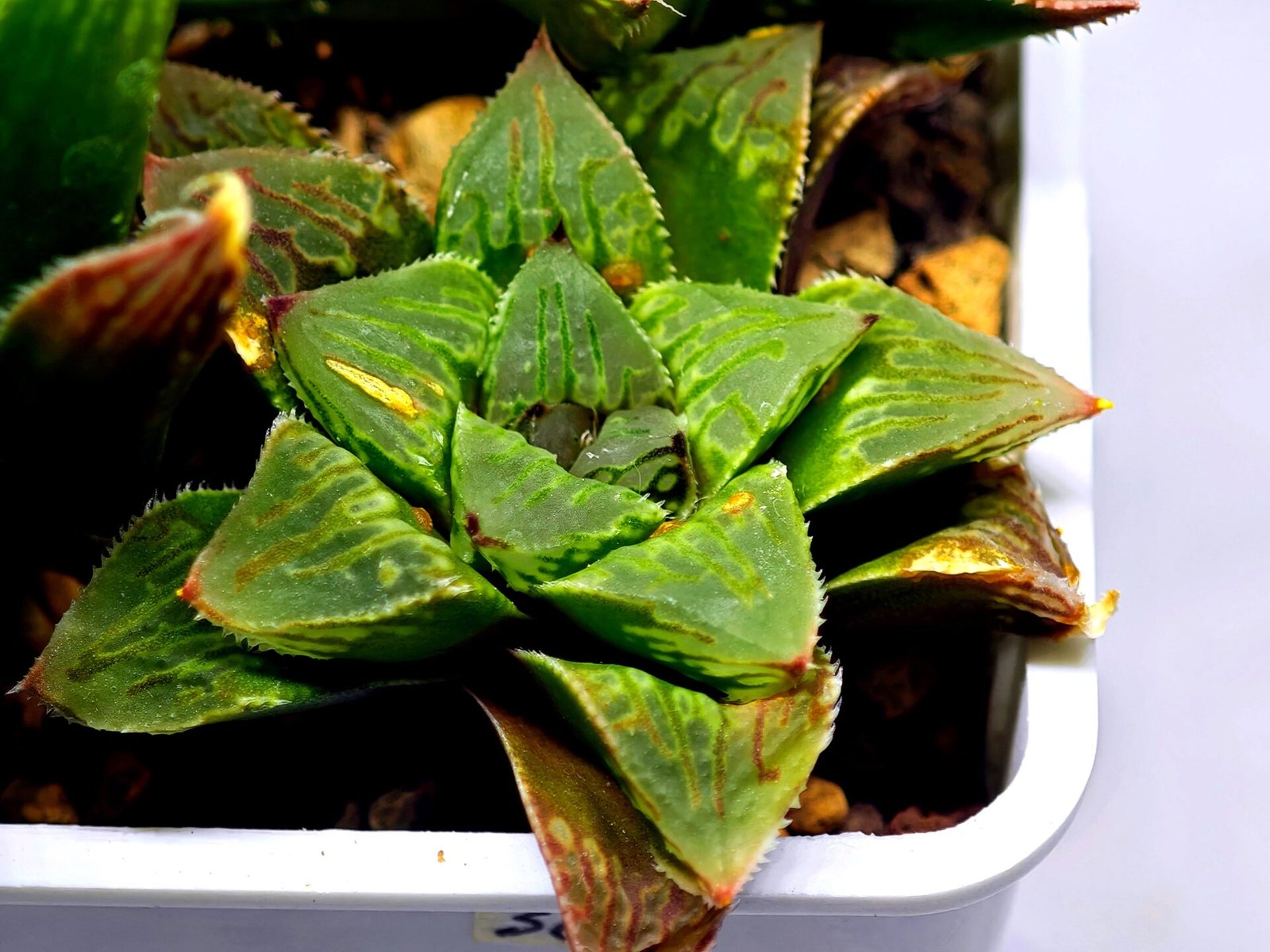 Haworthia Seedling S60 - 2