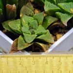 Haworthia Seedling S60 - 3