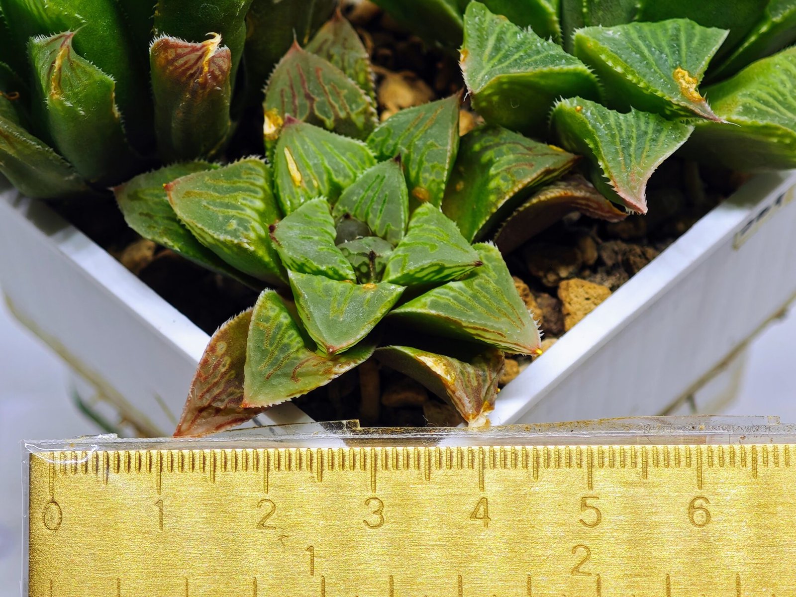Haworthia Seedling S60 - 3