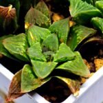Haworthia Seedling S60 - 4