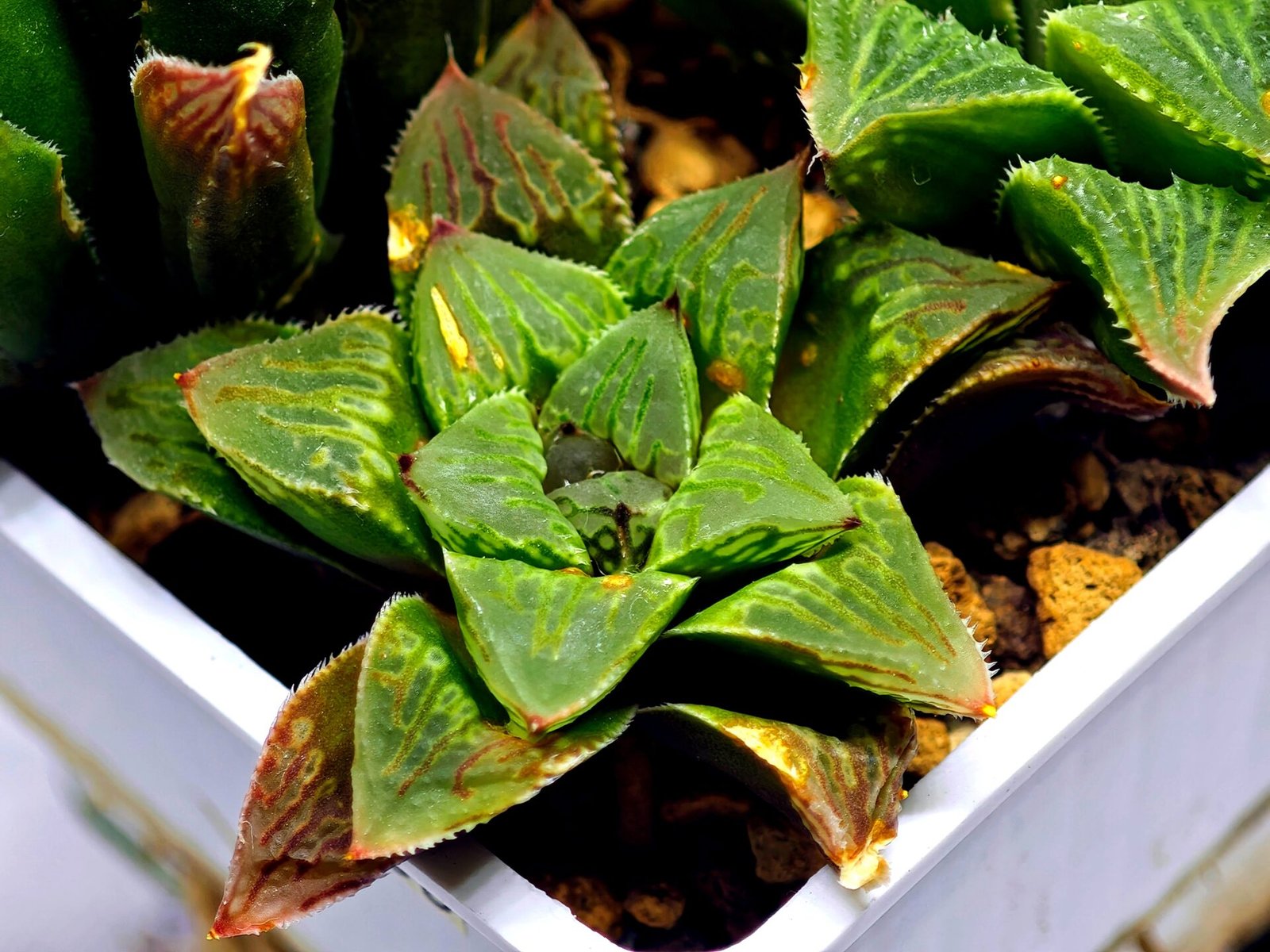 Haworthia Seedling S60 - 4