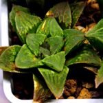 Haworthia Seedling S60 - 5