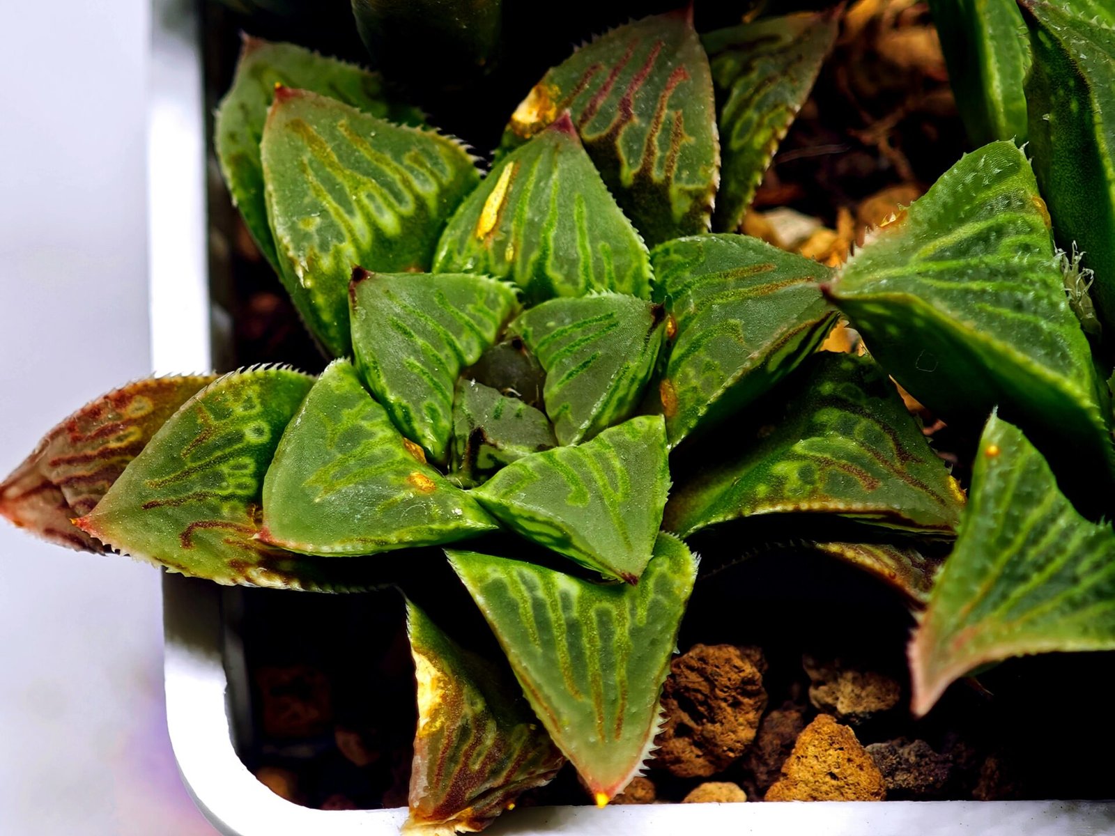 Haworthia Seedling S60 - 5