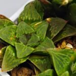 Haworthia Seedling S60 - 6