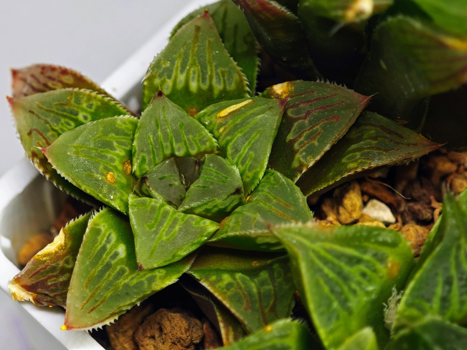 Haworthia Seedling S60 - 6