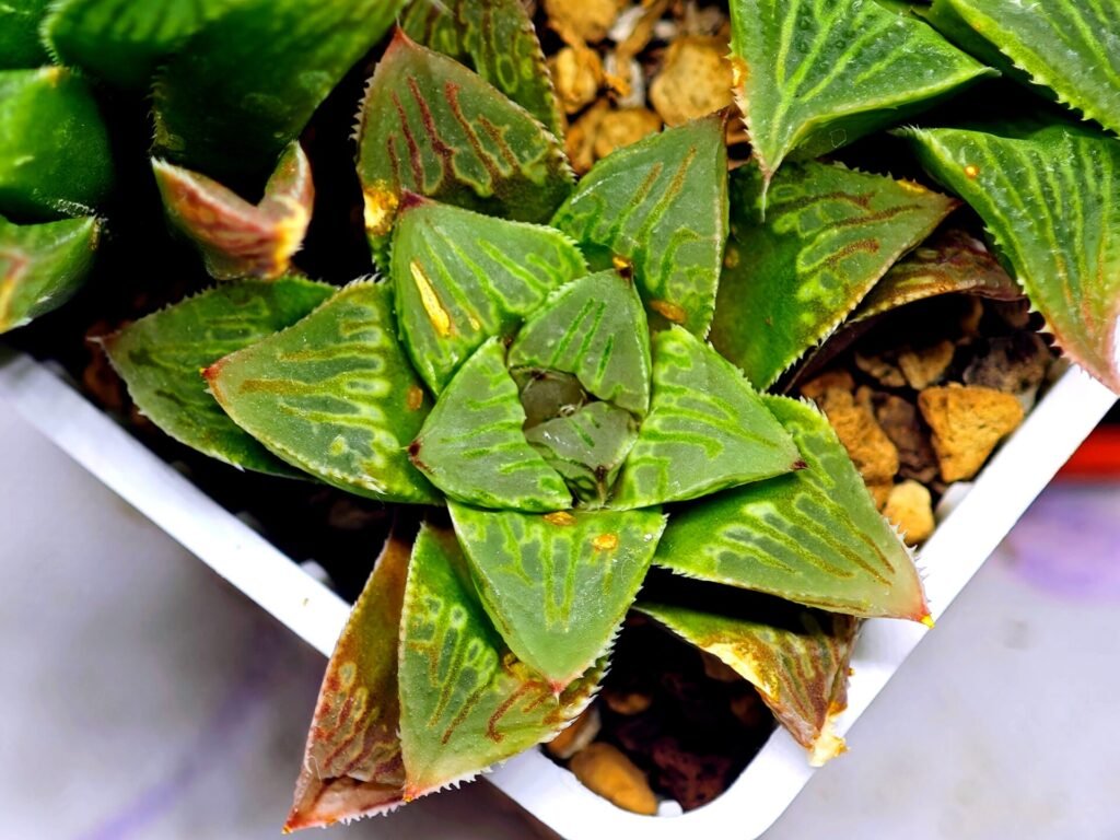 Haworthia Seedling S60 - 1