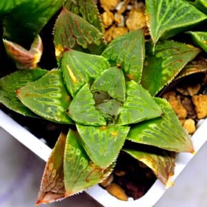 Haworthia Seedling S60 - 1