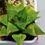 Haworthia Seedling S61 - 2