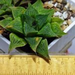 Haworthia Seedling S61 - 3