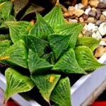 Haworthia Seedling S61 - 4