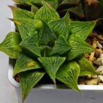 Haworthia Seedling S61 - 5