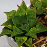 Haworthia Seedling S61 - 6