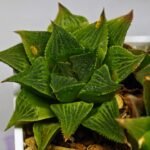 Haworthia Seedling S61 - 7