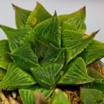 Haworthia Seedling S61 - 8