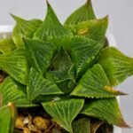 Haworthia Seedling S61 - 9