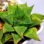 Haworthia Seedling S61 - 10