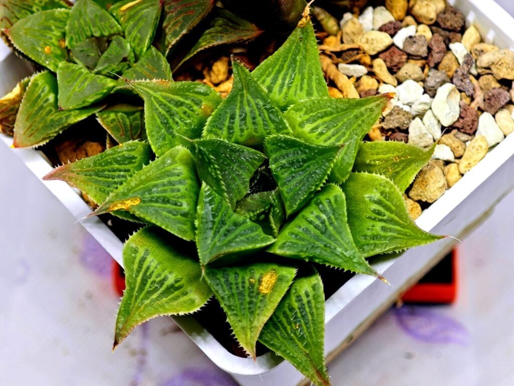 Haworthia Seedling S61 - 1