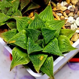 Haworthia Seedling S61 - 1