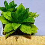 Haworthia Seedling esterhuizenii x Lime Green S63 - 2