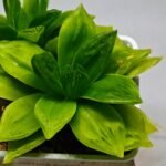 Haworthia Seedling esterhuizenii x Lime Green S63 - 3
