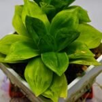 Haworthia Seedling esterhuizenii x Lime Green S63 - 4