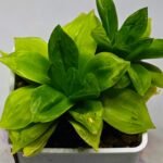 Haworthia Seedling esterhuizenii x Lime Green S63 - 5