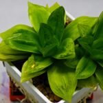 Haworthia Seedling esterhuizenii x Lime Green S63 - 6