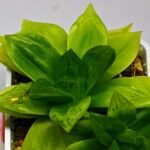 Haworthia Seedling esterhuizenii x Lime Green S63 - 7