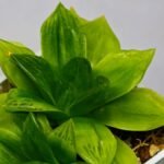 Haworthia Seedling esterhuizenii x Lime Green S63 - 8