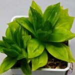 Haworthia Seedling esterhuizenii x Lime Green S63 - 9