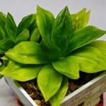 Haworthia Seedling esterhuizenii x Lime Green S63 - 10