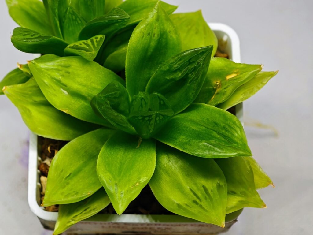 Haworthia Seedling esterhuizenii x Lime Green S63 - 1
