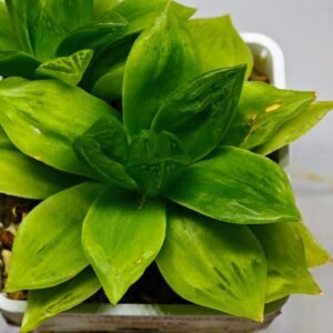 Haworthia Seedling esterhuizenii x Lime Green S63 - 1