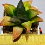 Haworthia Seedling ‘Matrix’(マトリックス) S69 - 1