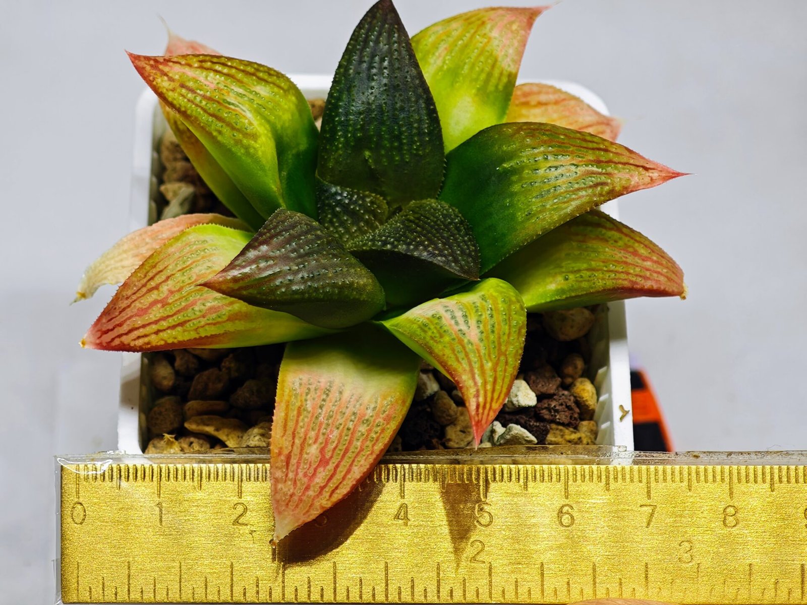 Haworthia Seedling ‘Matrix’(マトリックス) S69 - 1